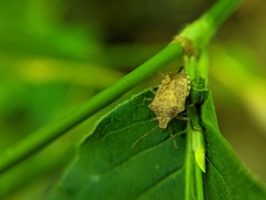 Podisus maculiventris