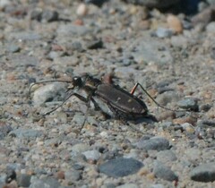 Cicindela duodecimguttata