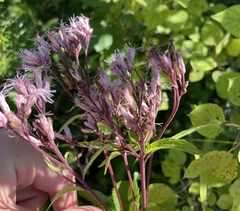 Eutrochium maculatum