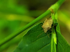 Podisus maculiventris