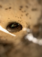 Thamnophis marcianus