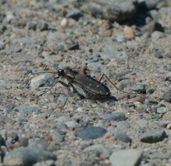 Cicindela duodecimguttata