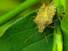 Podisus maculiventris