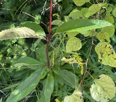 Eutrochium maculatum