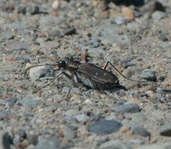 Cicindela duodecimguttata