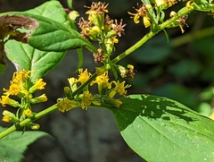 Solidago flexicaulis