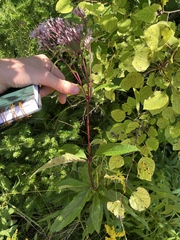 Eutrochium maculatum