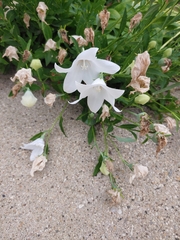 Platycodon grandiflorus