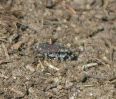 Cicindela duodecimguttata