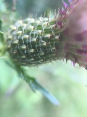 Cirsium altissimum