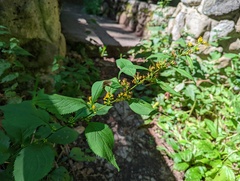 Solidago flexicaulis