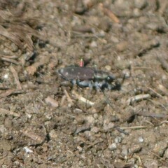 Cicindela duodecimguttata