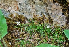 Moehringia