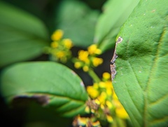 Nemorimyza posticata