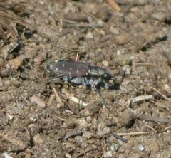 Cicindela duodecimguttata