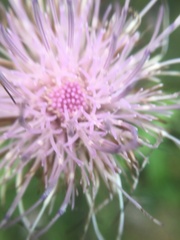 Cirsium altissimum