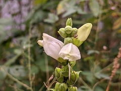 Chelone glabra