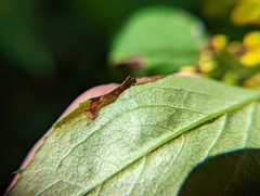Nemorimyza posticata