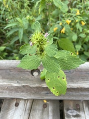 Galeopsis