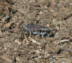 Cicindela duodecimguttata