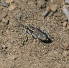 Cicindela duodecimguttata