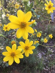 Helianthus microcephalus
