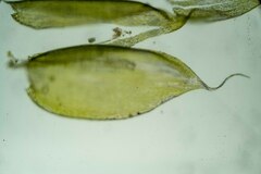 Plagiothecium piliferum