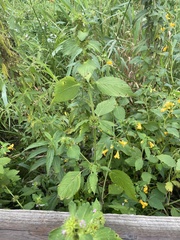 Galeopsis