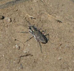 Cicindela duodecimguttata