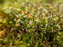 Hedwigia ciliata