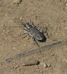 Cicindela duodecimguttata