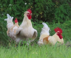 Gallus gallus domesticus
