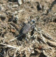 Cicindela duodecimguttata