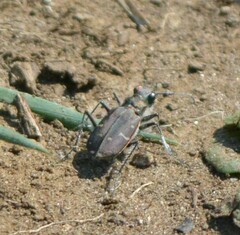 Cicindela duodecimguttata