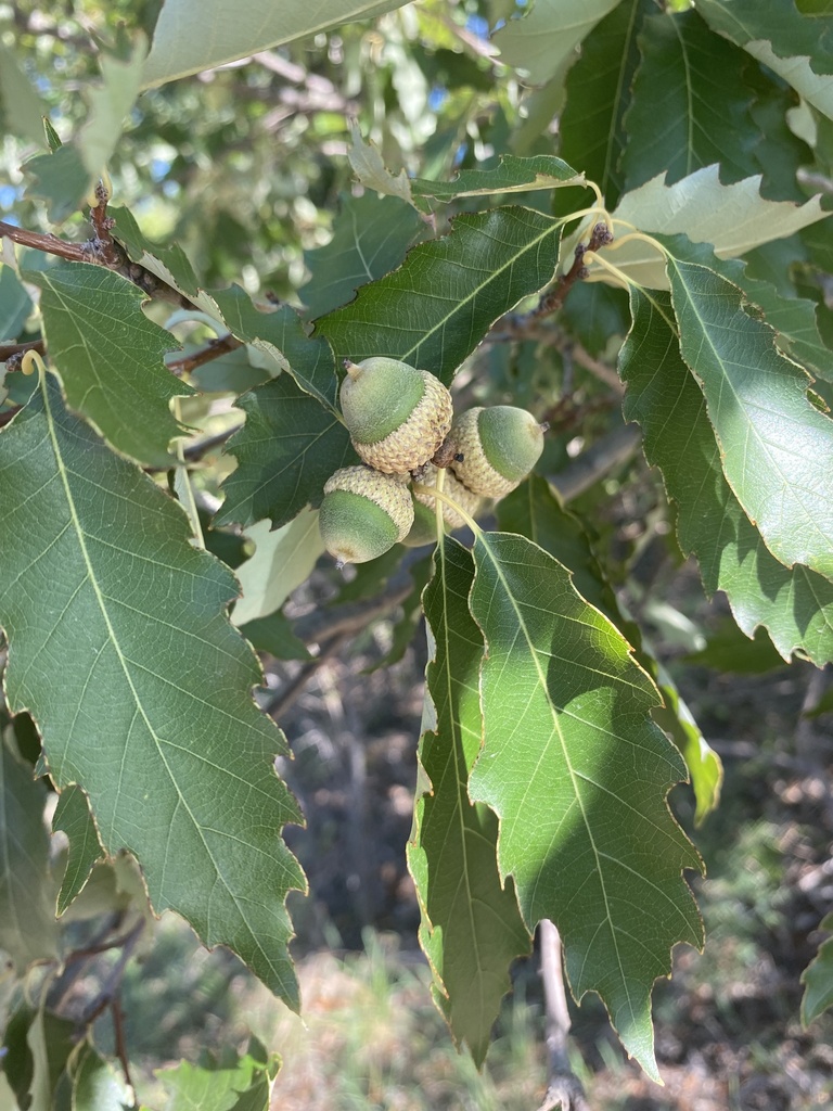 chinkapin oak from Fort Worth Nature Center & Refuge, Fort Worth, TX ...