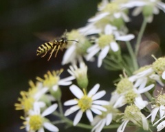 Vespula