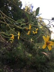 Helianthus microcephalus