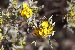 Senna artemisioides alicia