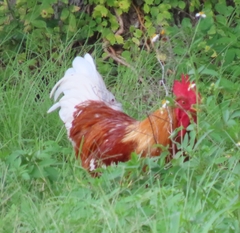 Gallus gallus domesticus