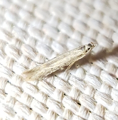 Homoeosoma electella