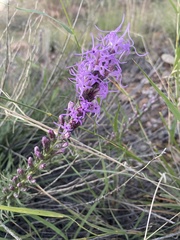 Liatris punctata