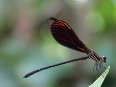 Chalcopteryx