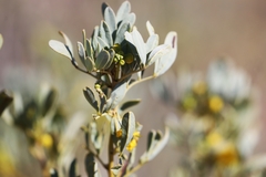 Senna artemisioides alicia