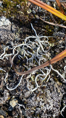 Thamnolia vermicularis