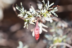 Senna artemisioides alicia