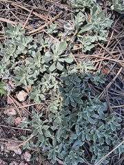 Antennaria parvifolia