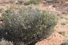 Senna artemisioides alicia