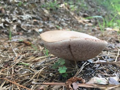 Tylopilus felleus