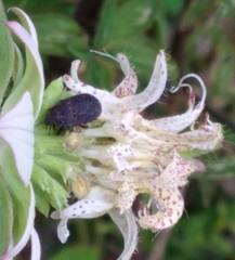 Pachycorinae