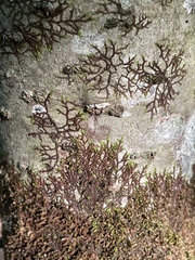 Frullania eboracensis